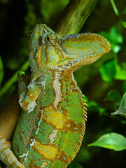 Jemenchamäleon