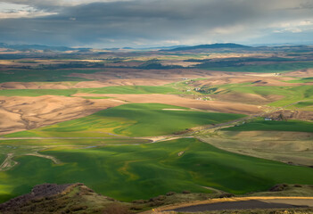 The Wheat fields of the Palouse