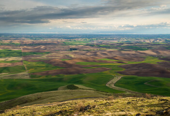 The Wheat fields of the Palouse