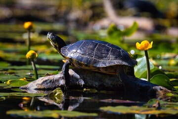 Obraz premium turtle in the pond
