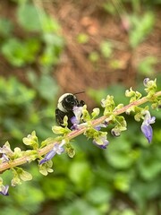 Alabama bumble bee