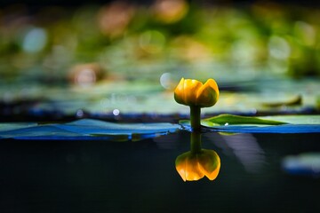 yellow tulip in water