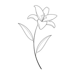 lily flower design vector illustration. lily flower icon element. line art