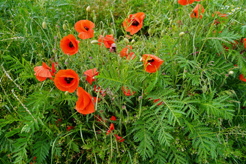 magnificent flowering poppy in nature