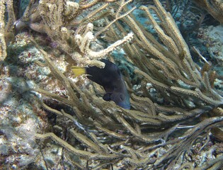 Black Hamlet fish on the reef