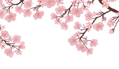 Fototapeta premium Japanese Flower Sakura - Pink Cherry Blossom with White Background