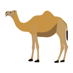 A beautiful camel vector art work. 