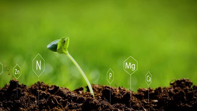 Chemical symbols of calcium, magnesium, potassium, nitrogen and phosphorus floating above fertile soil feeding just emerged young plant emphasizing significance of soil testing in fertility and yield.