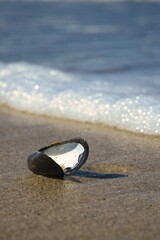 mussel on the beach