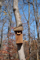 Fototapeta na wymiar Wooden Birdhouse on Bare Autumn Tree