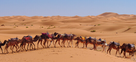 Fototapeta na wymiar Camel caravan in the Sahara desert in Morocco