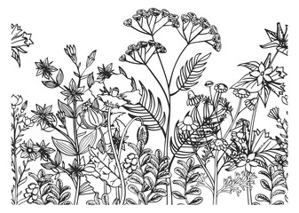 Blooming herbs botanical illustration. Growing plants background