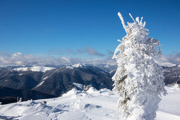 snow covered mountains