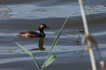 Podiceps nigricollis nadando entre vegetacíon del Parque Natural el Hondo, España