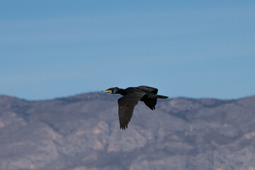 Cormoran volando en el Parque Natural el Hondo