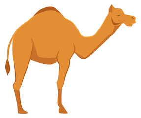 Camel icon. Wild desert fauna. Zoo animal