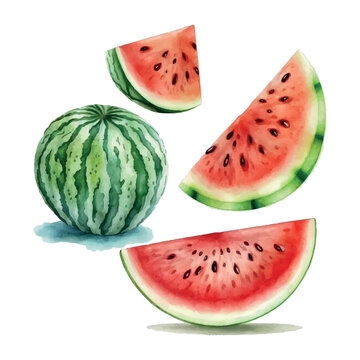 Hand drawn watercolor painting on white background. Vector illustration of fruit watermelon