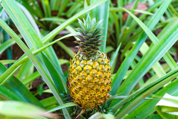 A ripe pineapple growing on the plant