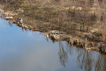 High angle view of two American alligators sunning on the banks of a river, Charleston, South Carolina, USA