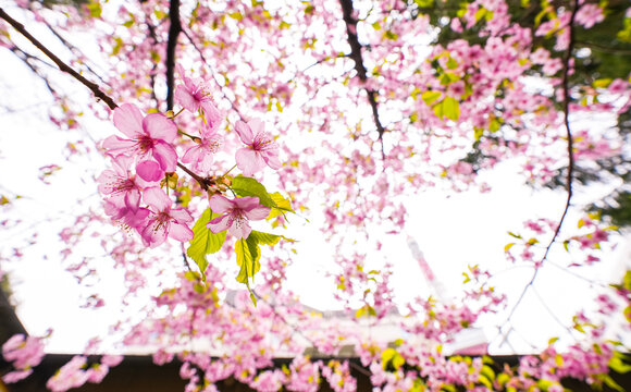 Close up spring cherry blossom flowers image. Detail photo with these beautiful blooming tree flowers in Tokyo, Japan.