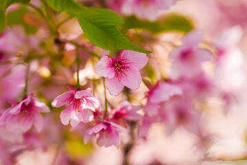 Obraz premium Close up spring cherry blossom flowers image. Detail photo with these beautiful blooming tree flowers in Tokyo, Japan.
