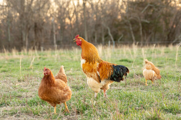a golden rooster crowing in the evening