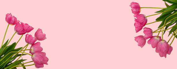 Fototapeta premium Bouquet of bright beautiful tulips on a pink background. Banner.