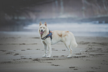 A big White husky dog standing on a sandy beach.