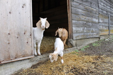 White curious baby boer goat kids with brown stall background