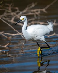 Snowy Egret