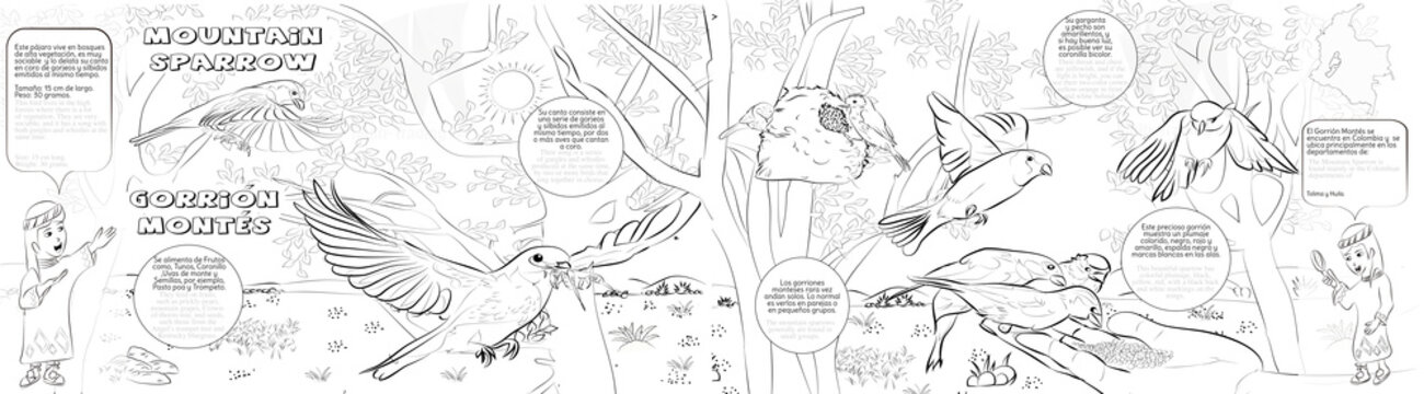 Gorrion montes, pajaro y historia 