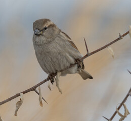 sparrow on a branch
