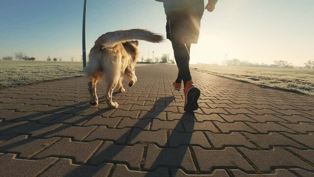 Runner man with golden retriever dog walking with sunset sunlight outdoors together after sport exercising. Guy jogger with pet doggy together, view from back