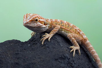 A lizard sits on a black rock.