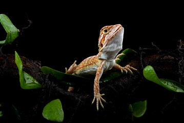 A lizard sits on a black rock.