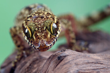 A lizard sits on a log.