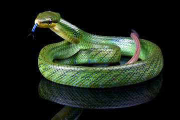 A green snake with a black background