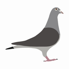 A beautiful domestic pigeon bird vector art work.