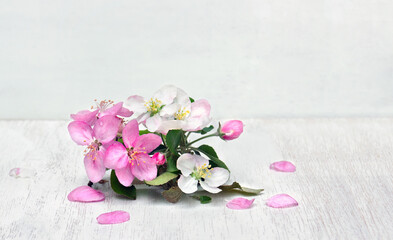 Obraz na płótnie Canvas Pink and white flowers apple tree on white wooden table on a light background with space for text