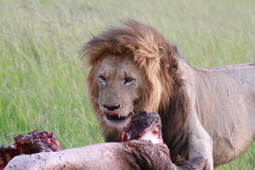 Portrait of an alert lion looking at his his buffalo kill
