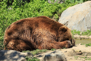 bear