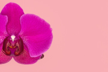 Naklejka na ściany i meble Close up of Phalaenopsis Stellenbosch orchid flowers on pink background, copy space. Tropical flower, branch of orchid close up. Purple orchid background. Holiday, Women's Day, Flower Card, beauty.