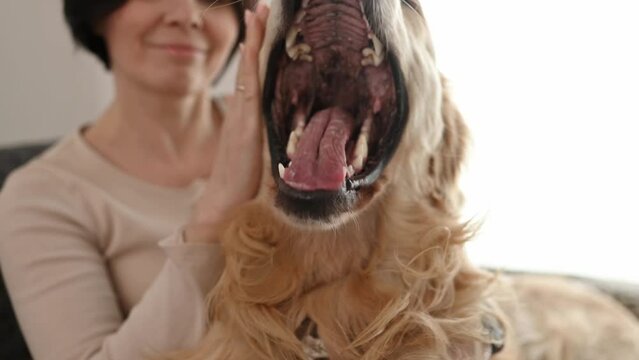 Dod is yawning. Beautiful girl petting golden retriever dog sitting on sofa at home. Pretty young woman with purebred doggy pet labrador friend indoors