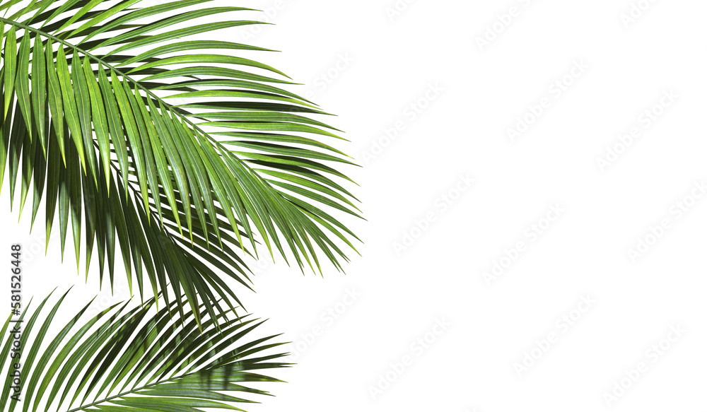 Fototapete Copy space with Palm leaves border on transparent backgrounds realistic 3d rendering png