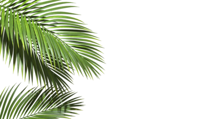 Copy space with Palm leaves border on transparent backgrounds realistic 3d rendering png