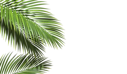 Fototapeten Copy space with Palm leaves border on transparent backgrounds realistic 3d rendering png © Krit