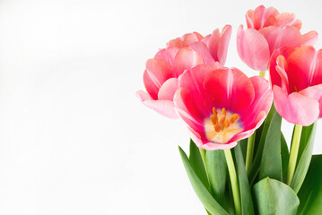 Blooming pink tulips on a white background with space for writing text.