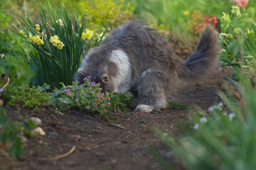 Adult domestic cat playing around beautiful nature. Funny cat playing in the garden.