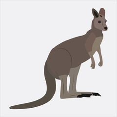 A beautiful kangaroo vector art work. 