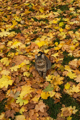 Cat playing in autumn with foliage. Kitten in colored leaves on nature.